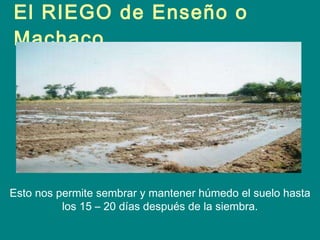 El RIEGO de Enseño o Machaco Esto nos permite sembrar y mantener húmedo el suelo hasta los 15 – 20 días después de la siembra. 