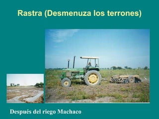 Rastra (Desmenuza los terrones) Después del riego Machaco 