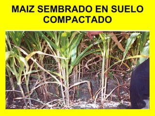 MAIZ SEMBRADO EN SUELO COMPACTADO 