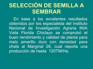 SELECCIÓN DE SEMILLA A SEMBRAR En base a los excelentes resultados obtenidos por los especialista del Instituto Nacional de Investigación Agraria INIA Vista Florida Chiclayo se comprobó el buen rendimiento y calidad de planta para maíz amarillo duro con densidad para chala al Marginal 28, cual reporta una producción de hasta  120TM/Ha.  