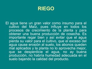 RIEGO El agua tiene un gran valor como insumo para el cultivo del Maíz, pues influye en todos los procesos de crecimiento de la planta y para obtener una buena producción de cosecha. Es importante regar bien y así evitar que el agua pierda su valor para el cultivo, que el exceso del agua cause erosión al suelo, los abonos queden mal aplicados y la planta no lo aprovecha mejor, que se desperdicie el agua, no ay buena producción, no habría humedad adecuada en el suelo bajando la calidad del producto. 