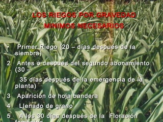 LOS RIEGOS POR GRAVEDAD MINIMOS NECESARIOS Primer Riego (20 – días después de la siembra) 2  Antes o después del segundo abonamiento (30 –  35 días después de la emergencia de la planta) 3  Aparición de hoja bandera 4  Llenado de grano 5  A los 30 días después de la  Floración femenina 