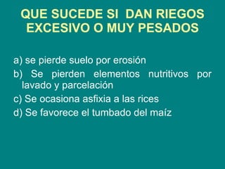 QUE SUCEDE SI  DAN RIEGOS EXCESIVO O MUY PESADOS a) se pierde suelo por erosión b) Se pierden elementos nutritivos por lavado y parcelación c) Se ocasiona asfixia a las rices d) Se favorece el tumbado del maíz 