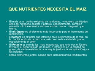 QUE NUTRIENTES NECESITA EL MAIZ   El maíz es un cultivo exigente en nutrientes,  y requiere cantidades altas del nitrógeno, fósforo y potasio, especialmente. También necesita  otros elementos como el azufre, calcio,  magnesio y el hierro. El  nitrógeno  es el elemento más importante para el incremento del rendimiento.  El  fósforo  es el factor que intervine en el crecimiento de la raíz, en la  fructificación de la mazorca, así como en la calidad de grano , especialmente el color El  Potasio  es otro de los  más importante, que junto con el fósforo  favorece el desarrollo de las raíces, e interviene en la calidad del grano, da cierta resistencia  a la sequía (reduce la transpiración) y a las heladas. Estos elementos juntos  actúan para incrementar los rendimientos  
