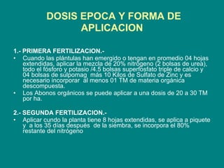 DOSIS EPOCA Y FORMA DE APLICACION 1.- PRIMERA FERTILIZACION.-  Cuando las plántulas han emergido o tengan en promedio 04 hojas extendidas, aplicar la mezcla de 20% nitrógeno (2 bolsas de urea), todo el fósforo y potasio /4.5 bolsas superfosfato triple de calcio y 04 bolsas de sulpomag  más 10 Kilos de Sulfato de Zinc y es necesario incorporar  al menos 01 TM de materia orgánica descompuesta. Los Abonos orgánicos se puede aplicar a una dosis de 20 a 30 TM por ha. 2.- SEGUNDA FERTILIZACION.- Aplicar cundo la planta tiene 8 hojas extendidas, se aplica a piquete y  a los 35 días después  de la siembra, se incorpora el 80% restante del nitrógeno 