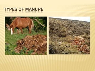 Maize | PPTX