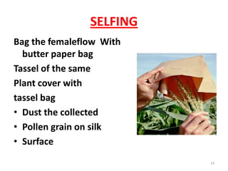SELFING
Bag the femaleflow With
butter paper bag
Tassel of the same
Plant cover with
tassel bag
• Dust the collected
• Pollen grain on silk
• Surface
14
 