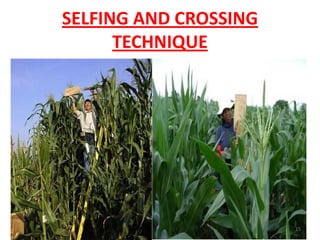 SELFING AND CROSSING
TECHNIQUE
15
 