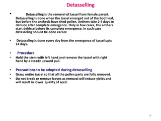 Detasselling
• Detasselling is the removal of tassel from female parent.
Detasselling is done when the tassel emerged out of the boot leaf,
but before the anthesis have shed pollen. Anthers take 2-4 days to
dehisce after complete emergence. Only in few cases, the anthers
start dehisce before its complete emergence. In such case
detasseling should be done earlier.
• Detasseling is done every day from the emergence of tassel upto
14 days.
• Procedure
• Hold the stem with left hand and remove the tassel with right
hand by a steady upward pull.
• Precautions to be adopted during detasselling
• Grasp entire tassel so that all the pollen parts are fully removed.
• Do not break or remove leaves as removal will reduce yields and
will result in lower quality of seed.
16
 