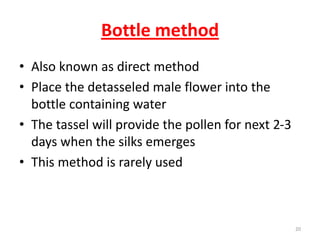 Bottle method
• Also known as direct method
• Place the detasseled male flower into the
bottle containing water
• The tassel will provide the pollen for next 2-3
days when the silks emerges
• This method is rarely used
20
 