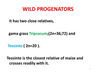 WILD PROGENATORS
It has two close relatives,
gama grass Tripsacum;(2n=36;72) and
Teosinte ( 2n=20 ).
Teosinte is the closest relative of maize and
crosses readily with it.
4
 