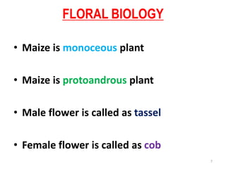• Maize is monoceous plant
• Maize is protoandrous plant
• Male flower is called as tassel
• Female flower is called as cob
FLORAL BIOLOGY
7
 