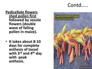 Contd…..
Pedicellate flowers
shed pollen first
followed by sessile
flowers (double
wave of falling
pollen in maize).
• It takes about 8-10
days for complete
anthesis of tassel
with 3rd and 4th day
with peak
anthesis.
9
 