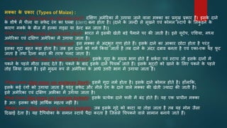 मक्का क
े प्रकार (Types of Maize) :
•Dent Corn (Zea mays var. identata sturt)– दक्षक्षण अमेररका में उगाया जाने वाला मक्का का प्रमुख प्रकार हैं। इसक
े दाने
क
े शीषि में पीला या सफ
े द रंग का धब्बा (dent) बना होता है। (दाने क
े जल्दी से सूखने एवं कोमल स्टाचि क
े भसक
ु डने क
े
कारण मक्क
े क
े बीज में हल्का गड्ढा या डेन्ट बन जाता है।)
•Flint Corn (Zea mays var. indurate sturt)- भारत में इसकी खेती बडे पैमाने पर की जाती है। इसे यूरोप, एभशया, मध्य
अमेररका एवं दक्षक्षण अमेररका में उगाया जाता है।
•Popcorn (Zea mays var. verta stust)– इस मक्का में अद्भुत गुण होते हैं। इसक
े दाने का आकार छोटा होता है परंतु
इसका गूदा बहुत कडा होता है। जब इन दानों को गमि ककया जाता है तब दाने क
े अंदर दबाव बनता है एवं एका-एक यह फ
ू ट
जाता है तथा दाना बाहर की तरफ पलट जाता है।
•Sweet Corn (Zea mays var saccharata sturt)– इसक
े गूदा क
े मुख्य भाग होते हैं शक
ि रा एवं स्टाच जो इसक
े दानों में
पकने क
े पहले मीठा स्वाद देते हैं। पकने क
े बाद इसक
े दाने वपचक जाते हैं। इसक
े भुट्टों को खाने क
े भलए पकने क
े पहले
तोड भलया जाता है। इसे मुख्य रूप से अमेररका क
े आधे उत्तरी भाग में उगाया जाता है।
•Flour corn (Zoa mays var anylacea Sturt)– इसमें गूदा नमि होता है। इसक
े दाने कोमल होते है। हााँलाकक,
इसक
े कई रंगों को उगाया जाता है परंतु सफ
े द और नीले रंग क
े दाने वाले मक्का की खेती ज्यादा की जाती है।
इसे अमेररका एवं दक्षक्षण अफ्रीका में उगाया जाता है।
•Pod Corn (Zea mays var tunicate kulesh)– इसक
े प्रत्येक दाने फली में बंद होते हैं। यह एक प्राचीन मक्का
है अतः इसका कोई आर्थिक महत्व नहीं है।
•Waxy corn (Zea mays var ceratina kulesh)– जब इसक
े गूदे को काटा या तोडा जाता है तब यह मोम जैसा
टदखाई देता है। यह टैवपयोका क
े समान स्टाचि पैदा करता है जजससे र्चपकने वाले सामान बनाये जाते हैं।
 