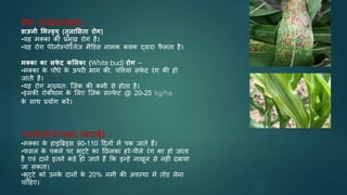 रोि (DISEASE) -
डाऊनी ममल््यु (तुलामसता रोि)
•यह मक्का की प्रमुख रोग है।
•यह रोग पेरेनोस्पोरेलेज मैडडस नामक कवक द्वारा फ
ै लता है।
मक्का का सफ
े द कमलका (White bud) रोि –
•मक्का क
े पौधे क
े ऊपरी भाग की. पवत्तयां सफ
े द रंग की हो
जाती है।
•यह रोग मुख्यतः जजंक की कमी से होता है।
•इसकी रोकथाम क
े भलए जजंक सल्फ
े ट @ 20-25 kg/ha.
क
े साथ प्रयोग करें।
HARVESTING (कटाई) :
•मक्का क
े हाइत्रिड्स 90-110 टदनों में पक जाते हैं।
•फसल क
े पकने पर भुट्टे का नछलका हरे-पीले रंग का हो जाता
है एवं दाने इतने कडे हो जाते हैं कक इन्हें नाखून से नहीं दबाया
जा सकता।
•भुट्टे को उनक
े दानों क
े 20% नमी की अवस्था में तोड लेना
चाटहए।
 