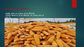 PRODUCTION (उत्पादन) :
•हाइत्रिड मक्का का उत्पादन 40-50 जक्वंटल/हे
•स्थानीय ककस्मों से 25-30 जक्वंटल/हे. का उत्पादन प्राप्त हो
जाता है।
 