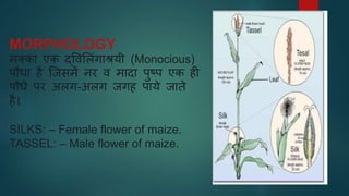 MORPHOLOGY
मक्का एक द्ववभलंगाश्रयी (Monocious)
पौधा है जजसमें नर व मादा पुष्प एक ही
पौधे पर अलग-अलग जगह पाये जाते
है।
SILKS: – Female flower of maize.
TASSEL: – Male flower of maize.
 