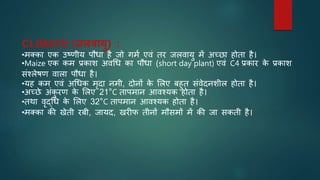 CLIMATE (जलवायु) :
•मक्का एक उष्णीय पौधा है जो गमि एवं तर जलवायु में अच्छा होता है।
•Maize एक कम प्रकाश अवर्ध का पौधा (short day plant) एवं C4 प्रकार क
े प्रकाश
संश्लेषण वाला पौधा है।
•यह कम एवं अर्धक मृदा नमी, दोनों क
े भलए बहुत संवेदनशील होता है।
•अच्छे अंक
ु रण क
े भलए 21°C तापमान आवश्यक होता है।
•तथा वृद्र्ध क
े भलए 32°C तापमान आवश्यक होता है।
•मक्का की खेती रबी, जायद, खरीफ तीनों मौसमों में की जा सकती है।
 