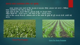SEED AND SOWING (बीज एवं बुवाई) :
अच्छा उत्पादन प्राप्त करने क
े भलए 60,000 से 80,000 पौधे/हे. इष्टतम पाये गये है । ववभभन्न
फसल पद्धनतयों क
े भलए बीज दर ननम्न हैं:-
•शुद्ध फसल क
े भलए- 20-25 ककग्रा./हे. (60×25 सें.मी. या 75×20 सें.मी.)
•संक
ु ल ककस्मों की – 18-20 Kg/ha – रबी फसल क
े भलए – 20-25 Kg/ha
•चारा क
े भलए- 40-50 कक.ग्रा./हे. अर्धकांश क्षेत्रों क
े भलए मक्क
े की बुवाई की दूरी 45×20 से.मी. अच्छी पाई
गई है।
Corn For Fodder Corn For Grain Purpose
 