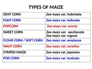 Maize powerpoint presentation for agriculture students | PPTX