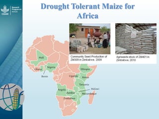 Maize - Presentation for Discussion with Donors and Partners - June 2013