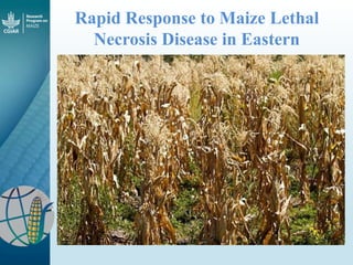 Maize - Presentation for Discussion with Donors and Partners - June 2013