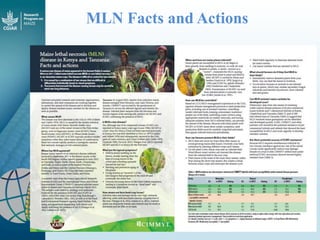 Maize - Presentation for Discussion with Donors and Partners - June 2013