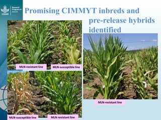 Maize - Presentation for Discussion with Donors and Partners - June 2013