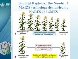 Maize - Presentation for Discussion with Donors and Partners - June 2013
