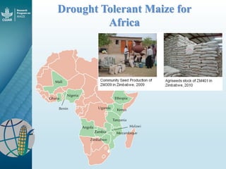 Maize - Presentation for Discussion with Donors and Partners - June 2013