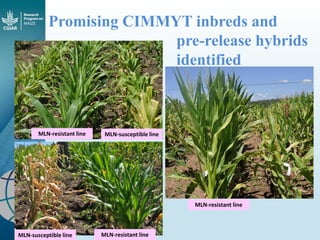 Maize - Presentation for Discussion with Donors and Partners - June 2013