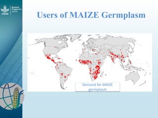 Maize - Presentation for Discussion with Donors and Partners - June 2013