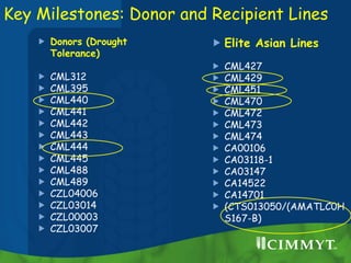 Key Milestones: Donor and Recipient Lines
 Donors (Drought
Tolerance)
 CML312
 CML395
 CML440
 CML441
 CML442
 CML4...