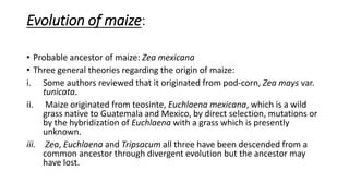 Maize botany.pdf