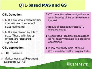 QTL-based MAS and GS
QTL Detection
 QTLs are localized to marker
intervals and their effect
sizes estimated.
 QTLs are ranked by effect
size. Those with largest
effects are “declared”
significant.
QTL application
 QTL Pyramids
 Marker Assisted Recurrent
Selection (MARS)
 QTL detection relies on significance
tests. Majority of the small variations
ignored
 Beavis effect: exaggerated QTL
effect estimates
 Good x Bad - Biparental populations
do not readily translate into breeding
applications
 In low heritability trials, often no
QTLs are detected for complex traits!
 