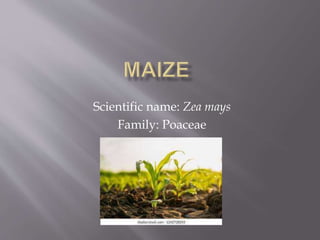 Scientific name: Zea mays
Family: Poaceae
 