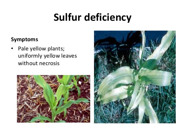 sulfur deficiency in corn