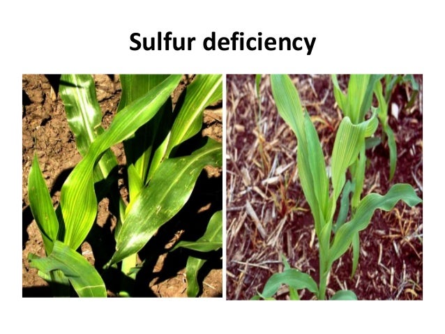 sulfur deficiency in corn