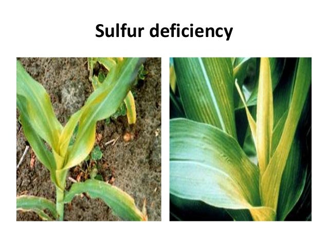 sulfur deficiency in corn