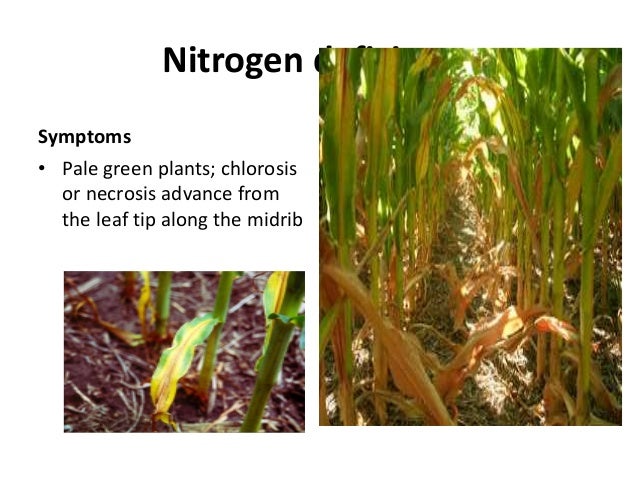 maize crop disorders a lecture by mr allah dad khan nitrogen deficiency in corn