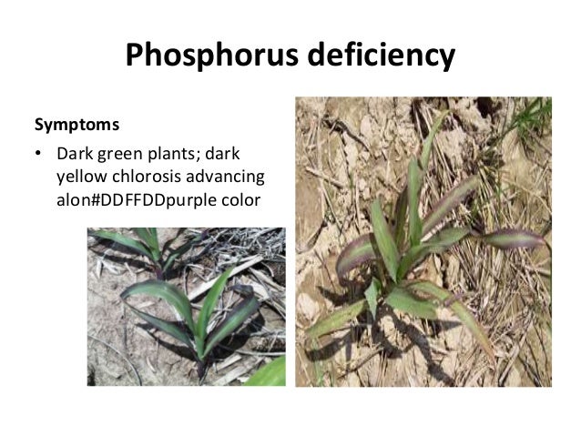 phosphorus deficiency in corn