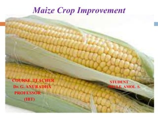 Maize Crop Improvement
COURSE TEACHER
Dr. G. ANURADHA
PROFESSOR
(IBT)
STUDENT
PHULE AMOL S.
 