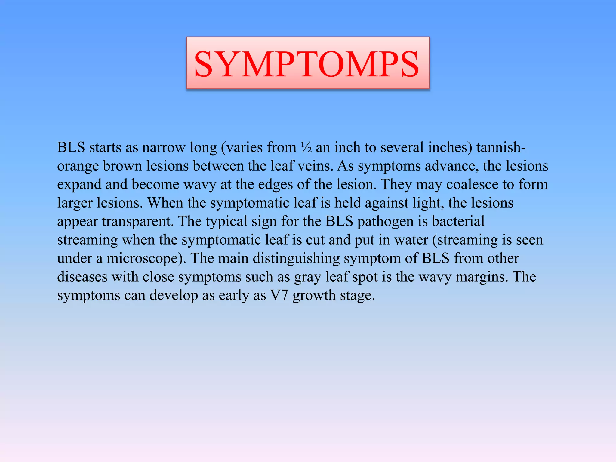 SYMPTOMPS
BLS starts as narrow long (varies from ½ an inch to several inches) tannish-
orange brown lesions between the leaf veins. As symptoms advance, the lesions
expand and become wavy at the edges of the lesion. They may coalesce to form
larger lesions. When the symptomatic leaf is held against light, the lesions
appear transparent. The typical sign for the BLS pathogen is bacterial
streaming when the symptomatic leaf is cut and put in water (streaming is seen
under a microscope). The main distinguishing symptom of BLS from other
diseases with close symptoms such as gray leaf spot is the wavy margins. The
symptoms can develop as early as V7 growth stage.
 