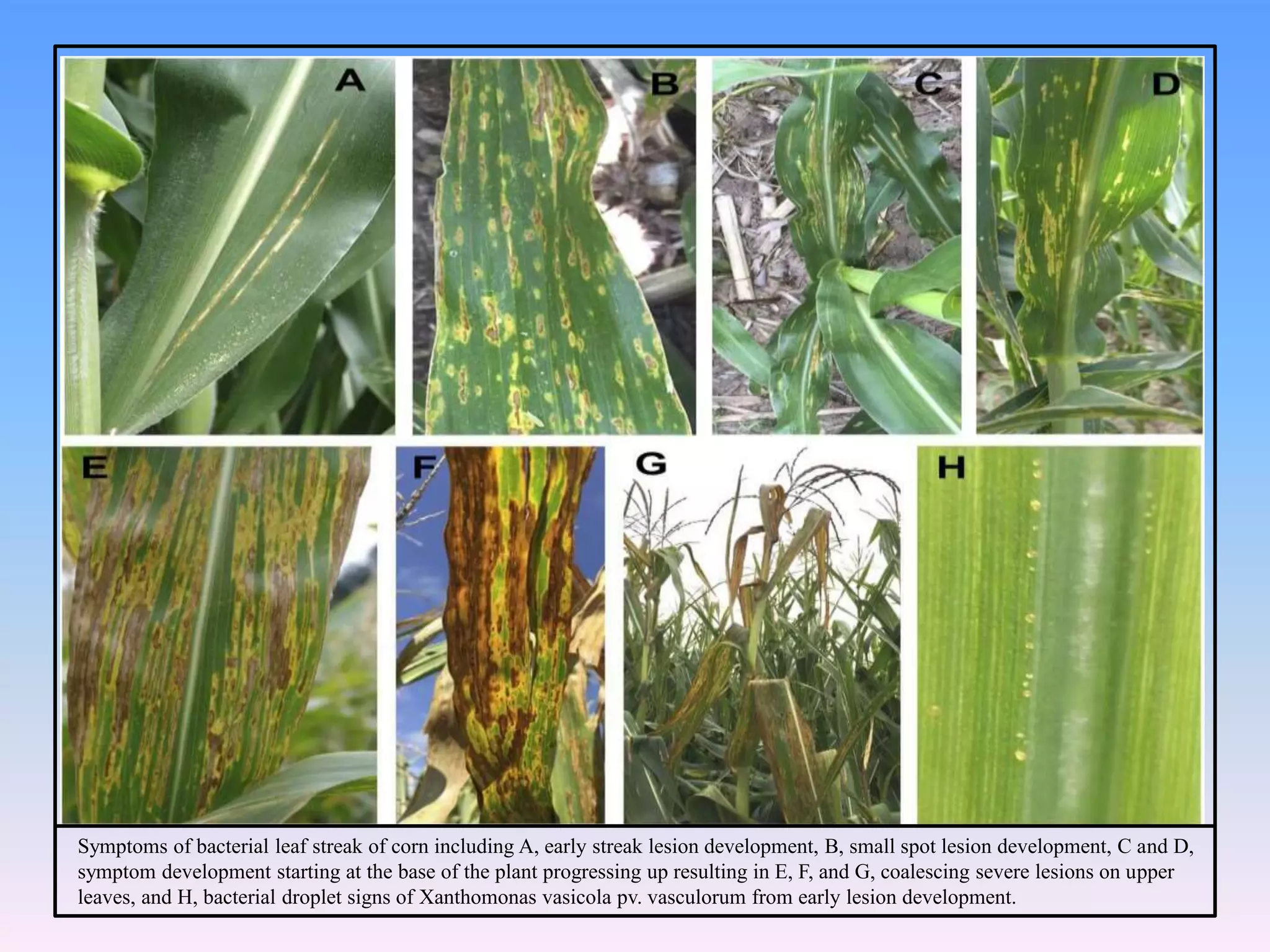 Symptoms of bacterial leaf streak of corn including A, early streak lesion development, B, small spot lesion development, C and D,
symptom development starting at the base of the plant progressing up resulting in E, F, and G, coalescing severe lesions on upper
leaves, and H, bacterial droplet signs of Xanthomonas vasicola pv. vasculorum from early lesion development.
 