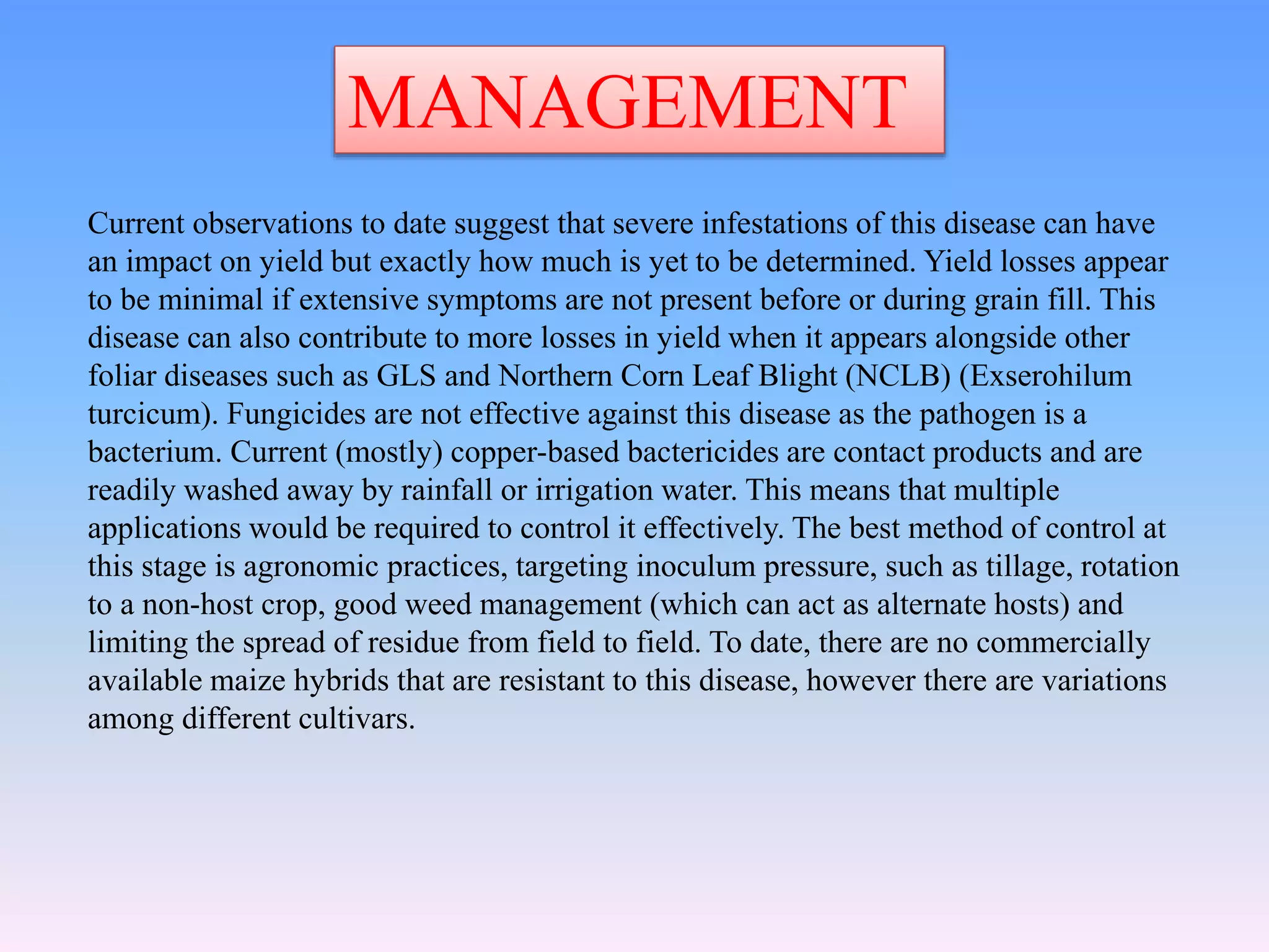 MANAGEMENT
Current observations to date suggest that severe infestations of this disease can have
an impact on yield but exactly how much is yet to be determined. Yield losses appear
to be minimal if extensive symptoms are not present before or during grain fill. This
disease can also contribute to more losses in yield when it appears alongside other
foliar diseases such as GLS and Northern Corn Leaf Blight (NCLB) (Exserohilum
turcicum). Fungicides are not effective against this disease as the pathogen is a
bacterium. Current (mostly) copper-based bactericides are contact products and are
readily washed away by rainfall or irrigation water. This means that multiple
applications would be required to control it effectively. The best method of control at
this stage is agronomic practices, targeting inoculum pressure, such as tillage, rotation
to a non-host crop, good weed management (which can act as alternate hosts) and
limiting the spread of residue from field to field. To date, there are no commercially
available maize hybrids that are resistant to this disease, however there are variations
among different cultivars.
 