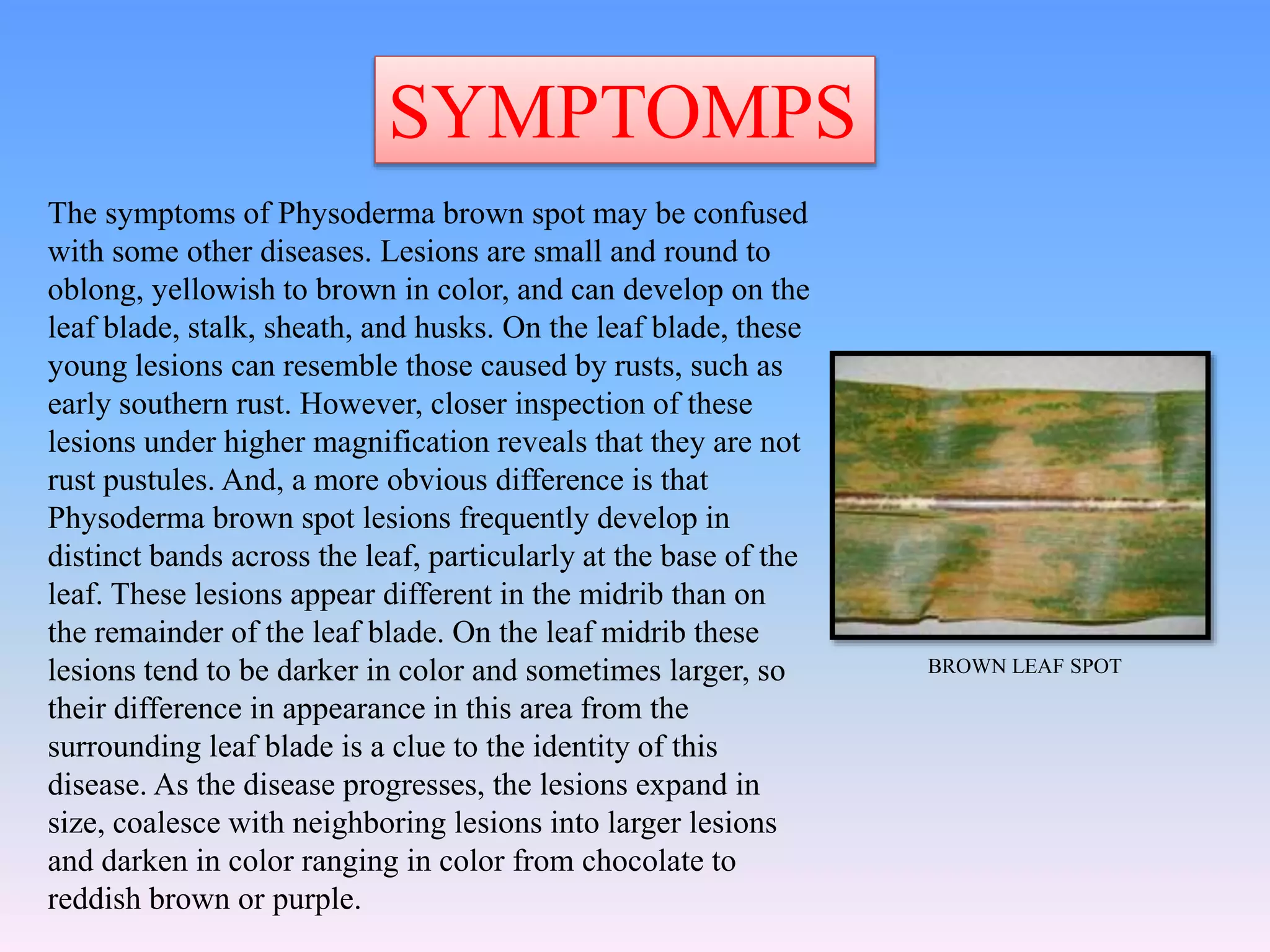SYMPTOMPS
The symptoms of Physoderma brown spot may be confused
with some other diseases. Lesions are small and round to
oblong, yellowish to brown in color, and can develop on the
leaf blade, stalk, sheath, and husks. On the leaf blade, these
young lesions can resemble those caused by rusts, such as
early southern rust. However, closer inspection of these
lesions under higher magnification reveals that they are not
rust pustules. And, a more obvious difference is that
Physoderma brown spot lesions frequently develop in
distinct bands across the leaf, particularly at the base of the
leaf. These lesions appear different in the midrib than on
the remainder of the leaf blade. On the leaf midrib these
lesions tend to be darker in color and sometimes larger, so
their difference in appearance in this area from the
surrounding leaf blade is a clue to the identity of this
disease. As the disease progresses, the lesions expand in
size, coalesce with neighboring lesions into larger lesions
and darken in color ranging in color from chocolate to
reddish brown or purple.
BROWN LEAF SPOT
 