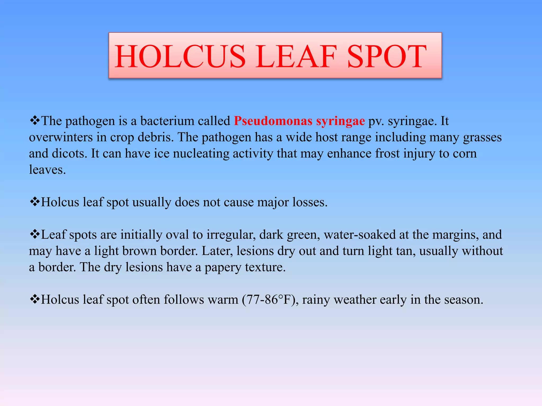 HOLCUS LEAF SPOT
The pathogen is a bacterium called Pseudomonas syringae pv. syringae. It
overwinters in crop debris. The pathogen has a wide host range including many grasses
and dicots. It can have ice nucleating activity that may enhance frost injury to corn
leaves.
Holcus leaf spot usually does not cause major losses.
Leaf spots are initially oval to irregular, dark green, water-soaked at the margins, and
may have a light brown border. Later, lesions dry out and turn light tan, usually without
a border. The dry lesions have a papery texture.
Holcus leaf spot often follows warm (77-86°F), rainy weather early in the season.
 