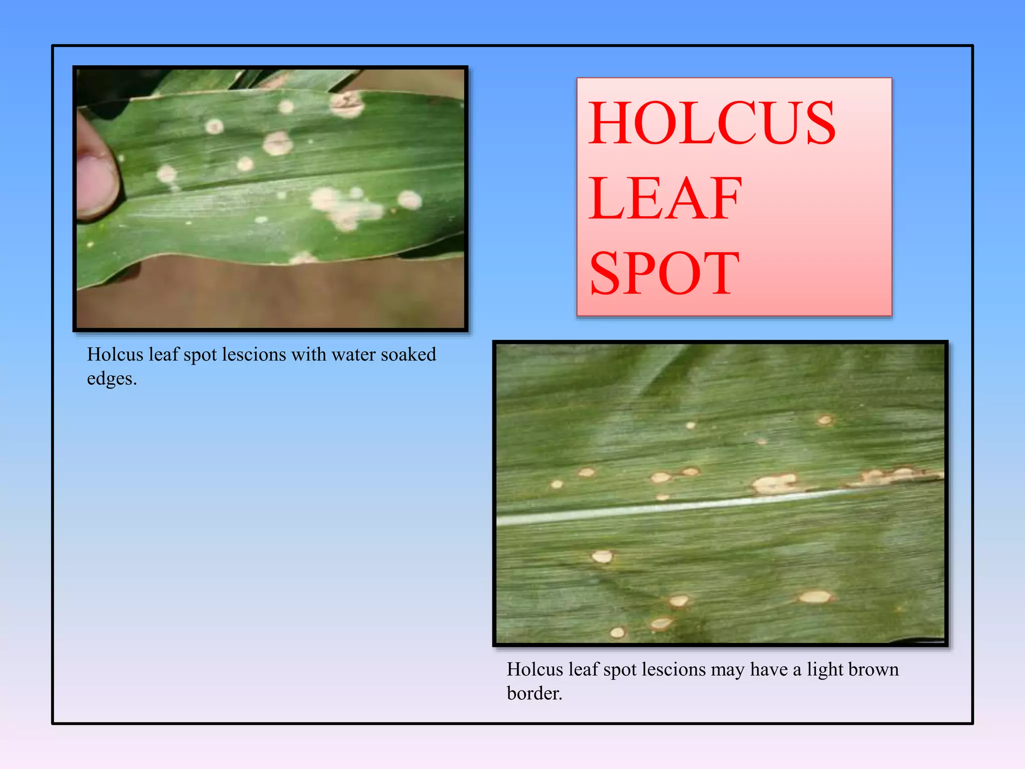 HOLCUS
LEAF
SPOT
Holcus leaf spot lescions with water soaked
edges.
Holcus leaf spot lescions may have a light brown
border.
 