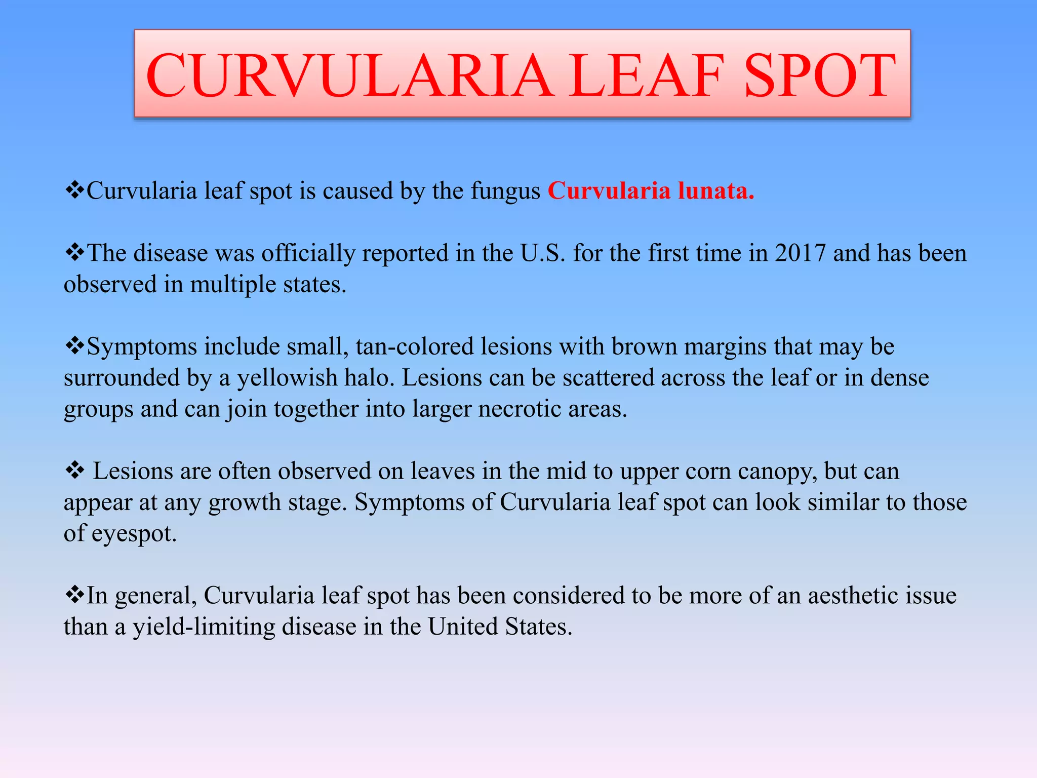 CURVULARIA LEAF SPOT
Curvularia leaf spot is caused by the fungus Curvularia lunata.
The disease was officially reported in the U.S. for the first time in 2017 and has been
observed in multiple states.
Symptoms include small, tan-colored lesions with brown margins that may be
surrounded by a yellowish halo. Lesions can be scattered across the leaf or in dense
groups and can join together into larger necrotic areas.
 Lesions are often observed on leaves in the mid to upper corn canopy, but can
appear at any growth stage. Symptoms of Curvularia leaf spot can look similar to those
of eyespot.
In general, Curvularia leaf spot has been considered to be more of an aesthetic issue
than a yield-limiting disease in the United States.
 