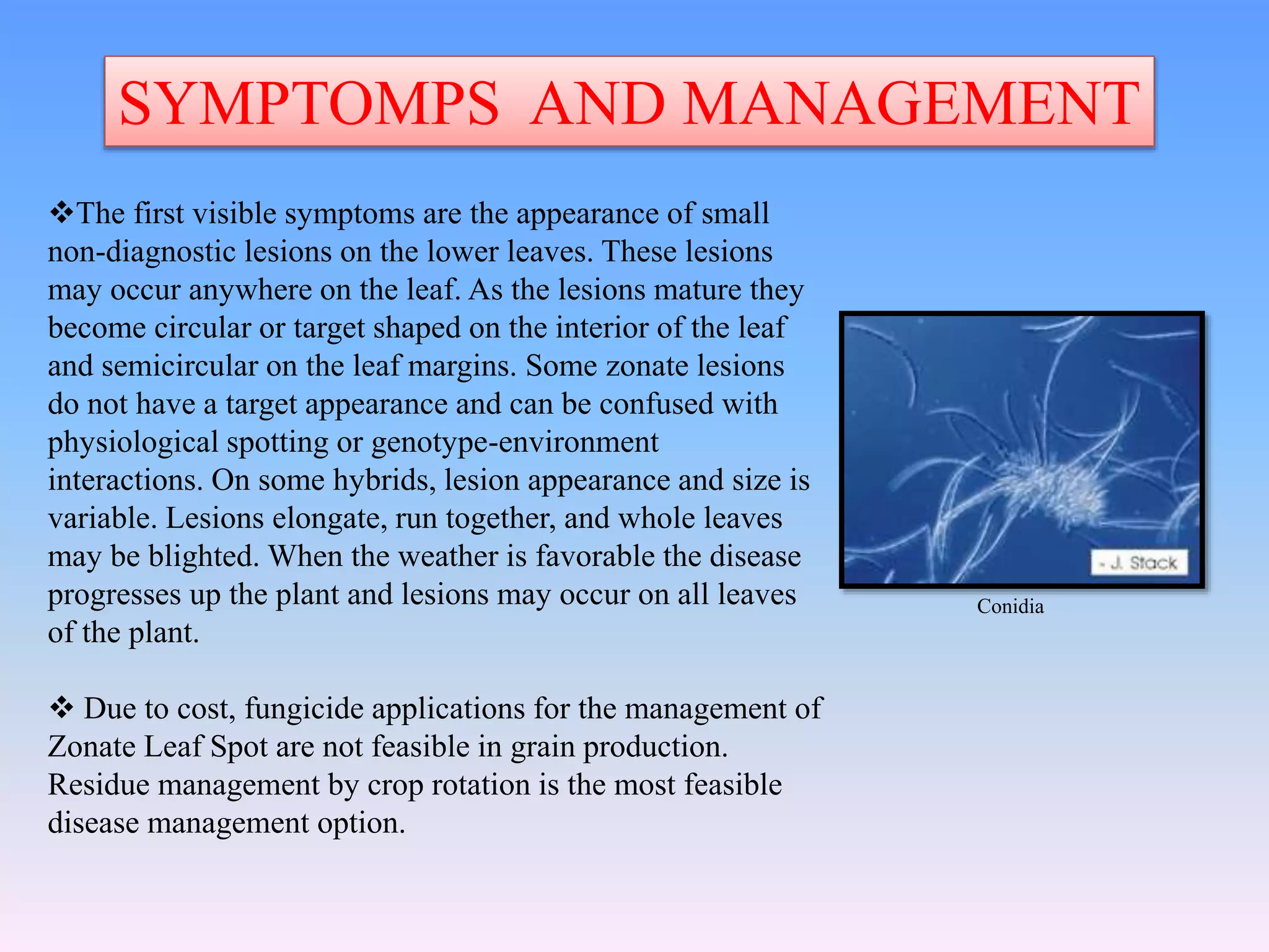 SYMPTOMPS AND MANAGEMENT
The first visible symptoms are the appearance of small
non-diagnostic lesions on the lower leaves. These lesions
may occur anywhere on the leaf. As the lesions mature they
become circular or target shaped on the interior of the leaf
and semicircular on the leaf margins. Some zonate lesions
do not have a target appearance and can be confused with
physiological spotting or genotype-environment
interactions. On some hybrids, lesion appearance and size is
variable. Lesions elongate, run together, and whole leaves
may be blighted. When the weather is favorable the disease
progresses up the plant and lesions may occur on all leaves
of the plant.
 Due to cost, fungicide applications for the management of
Zonate Leaf Spot are not feasible in grain production.
Residue management by crop rotation is the most feasible
disease management option.
Conidia
 